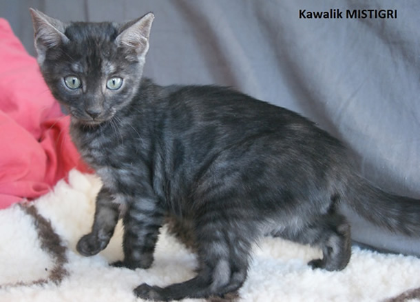BENGAL SILVER MELANISTIQUE